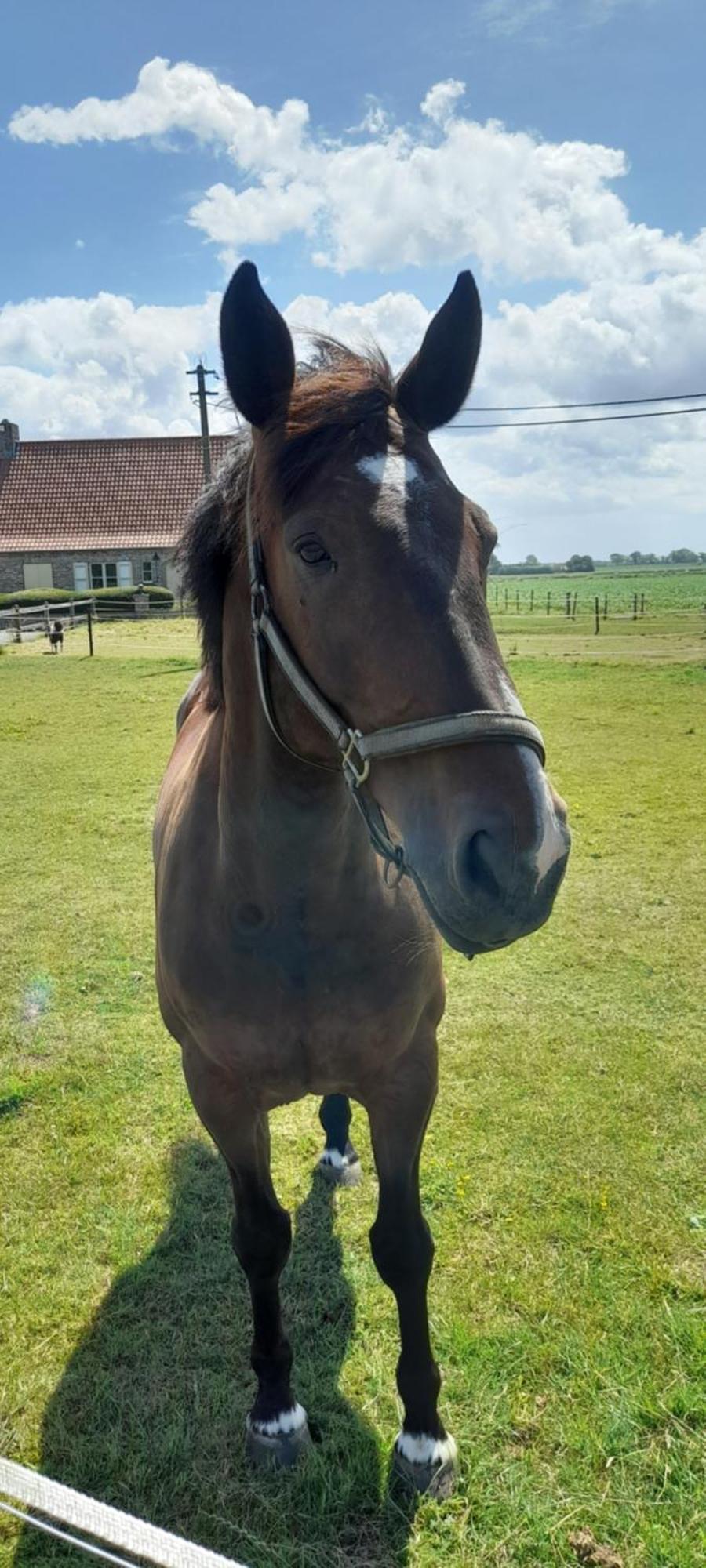 Willa De Blinker Knokke-Heist Zewnętrze zdjęcie